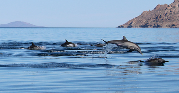Dolphins in Marina Puerto Escondido